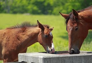 Familiencamp im Naheland